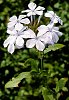 Plumbago auriculata