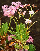 Limonium perigrinum