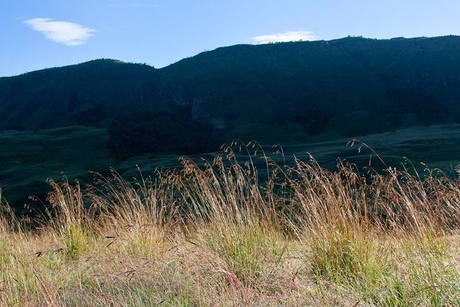 Diheteropogon filifolius