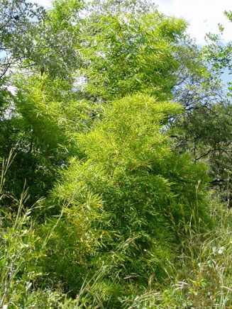 Bambusa vulgaris