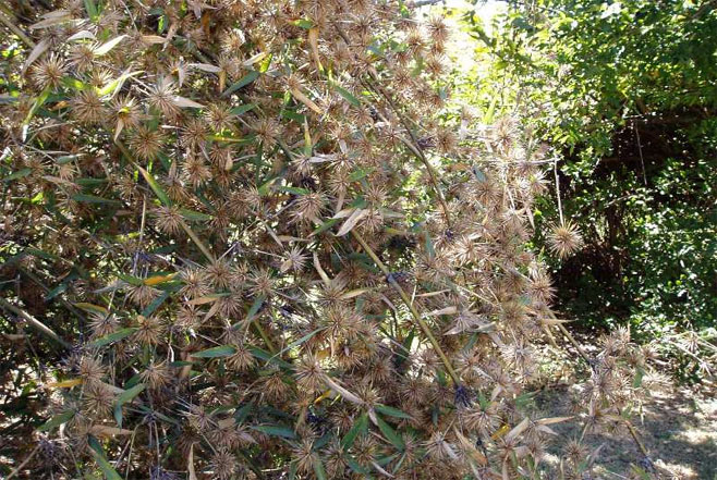 Oxytenanthera abyssinica (Holy Venda bamboo, Bindura bamboo)