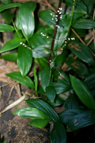 Leptaspis zelyanica