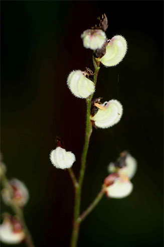 Leptaspis zelyanica