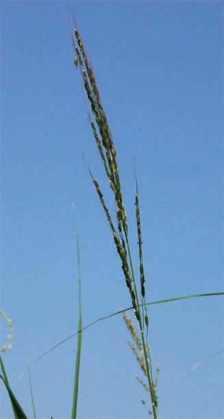 Oryza longistaminata