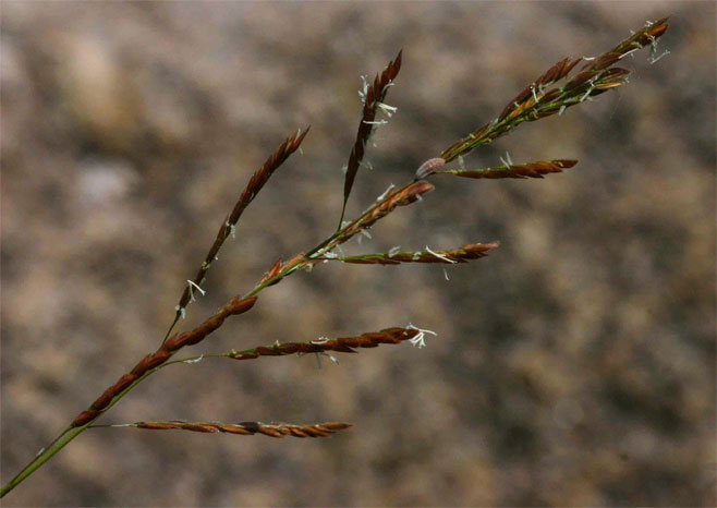 Leersia hexandra 