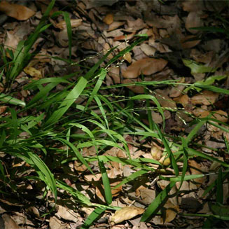 Ehrharta erecta
