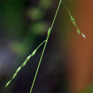 Ehrharta erecta