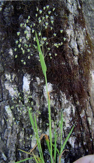 Briza minor 