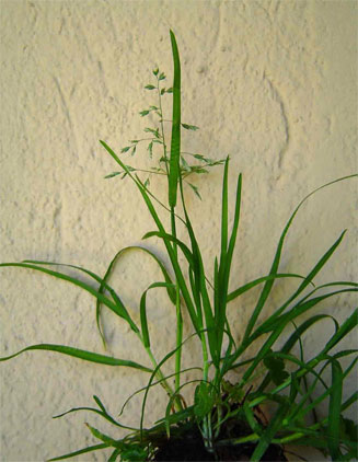 Poa annua