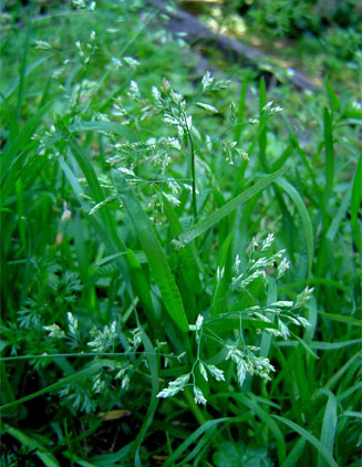 Poa annua