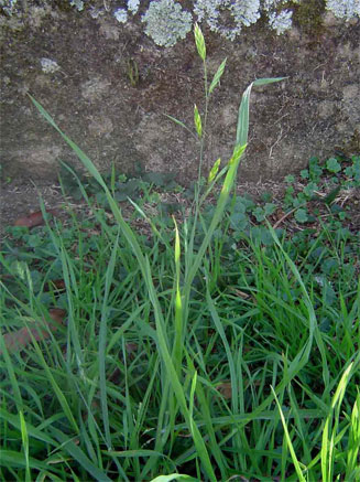 Bromus catharticus