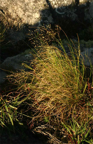 Pentaschistis natalensis