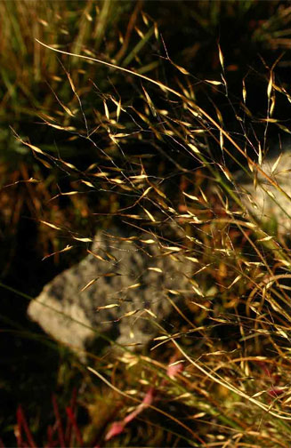 Pentaschistis natalensis