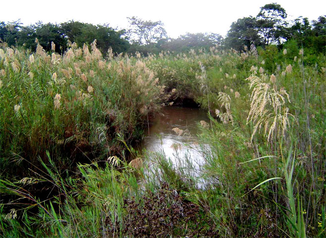 Phragmites mauritianus 