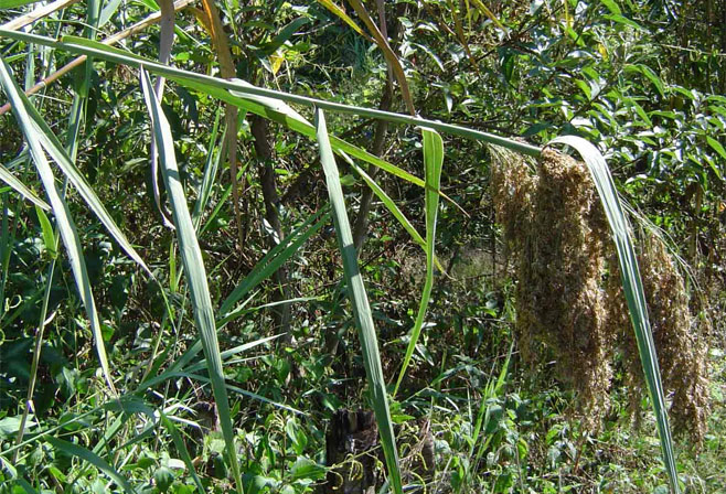Phragmites mauritianus 