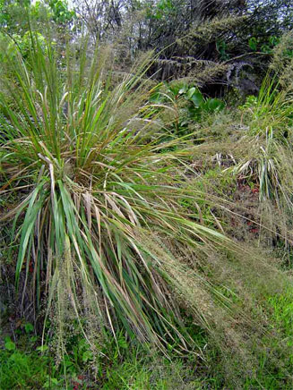 Eragrostis acraea
