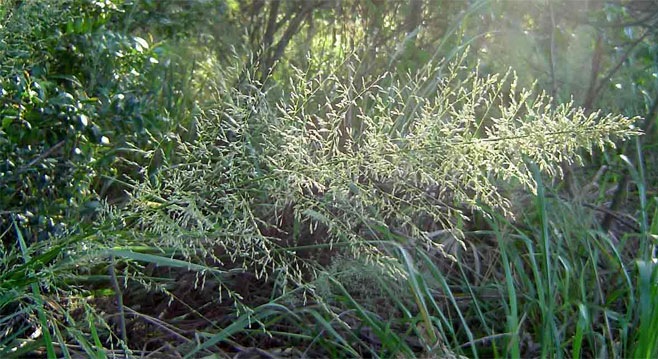 Eragrostis acraea