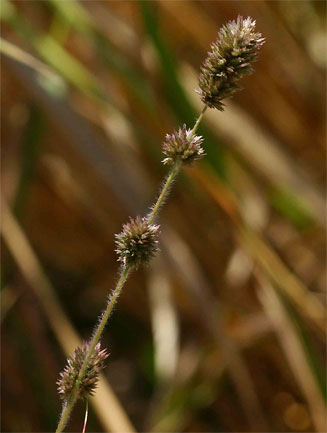 Eragrostis chapelieri