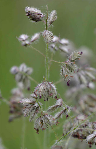 Eragrostis hispida