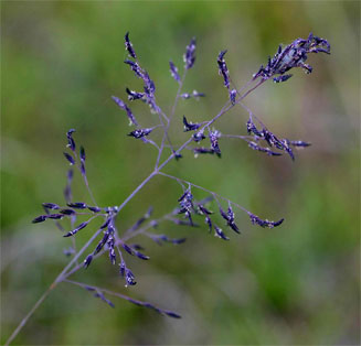 Eragrostis inamoena