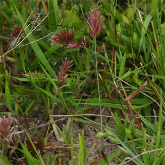 Eragrostis patens
