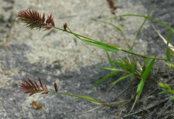 Eragrostis patens