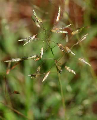 Eragrostis patentipilosa
