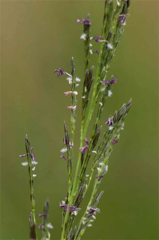 Eragrostis plana