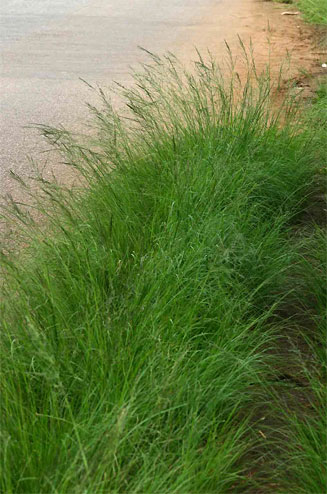 Eragrostis plana