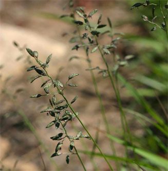 Eragrostis racemosa