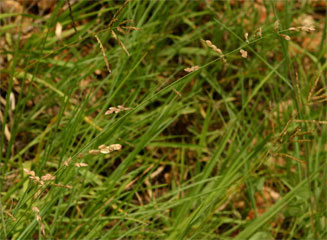 Eragrostis superba