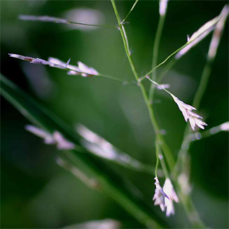 Eragrostis tenuifolia