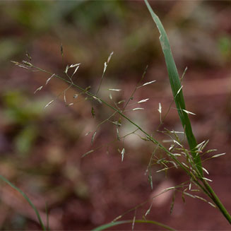 Eragrostis tenuifolia