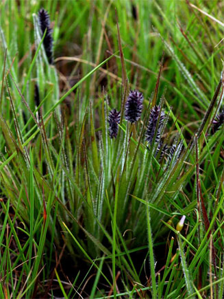 Stiburus alopecuroides