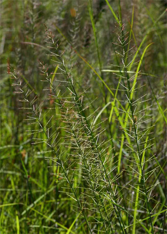 Pogonarthria squarrosa
