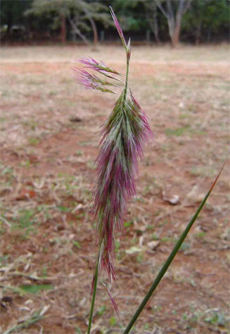 Harpachne schimperi