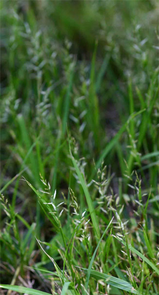 Sporobolus molleri 
