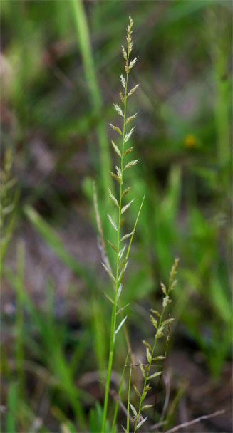 Sporobolus molleri 