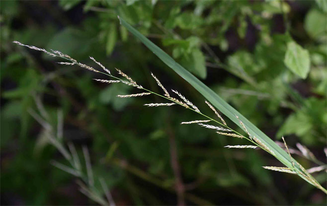 Sporobolus molleri 