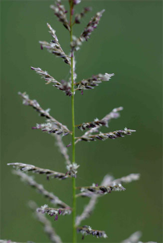 Sporobolus pyramidalis