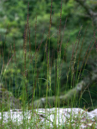 Sporobolus sanguineus 