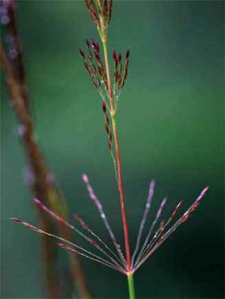 Sporobolus sanguineus 