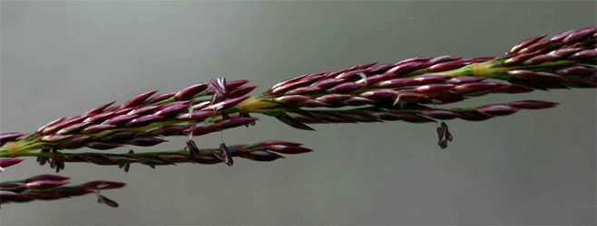 Sporobolus sanguineus 