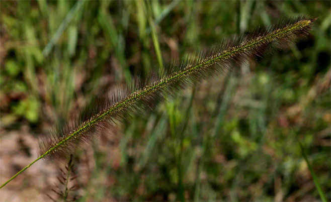 Perotis patens