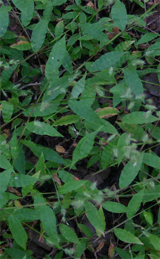 Oplismenus burmannii 
