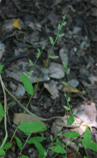 Oplismenus burmannii 