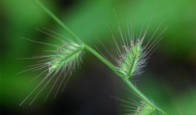 Oplismenus burmannii 