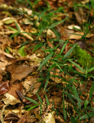 Oplismenus hirtellus 