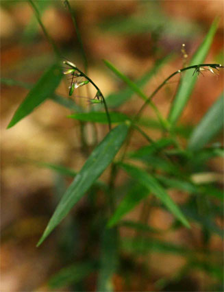 Oplismenus hirtellus 