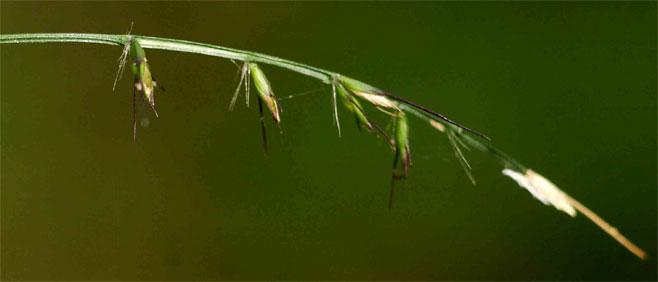 Oplismenus hirtellus 